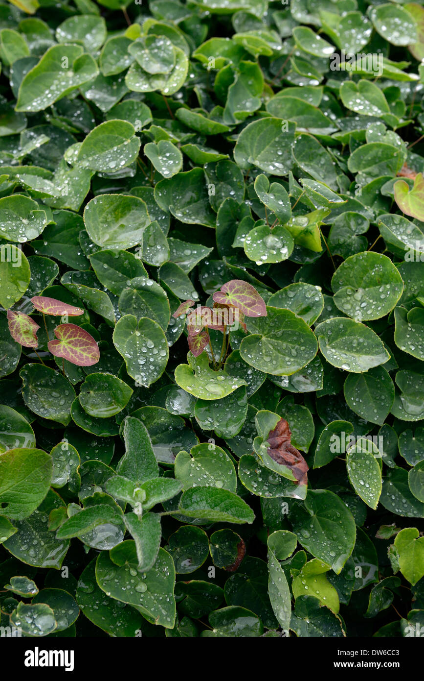 Epimedium x versicolor sulphureum youngianum syn macranthum barrenwort feuillage vert feuilles couvre-sol mitre épiscopale Banque D'Images