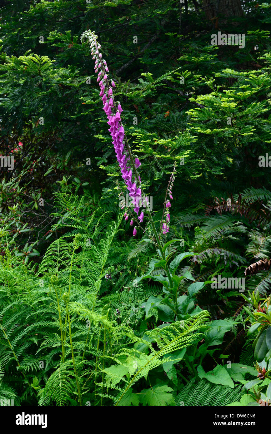 Fougère fougères digitale digitales Digitalis purpurea jardin ombragé à l'ombre de l'ombre plantation mixte mix scheme Banque D'Images