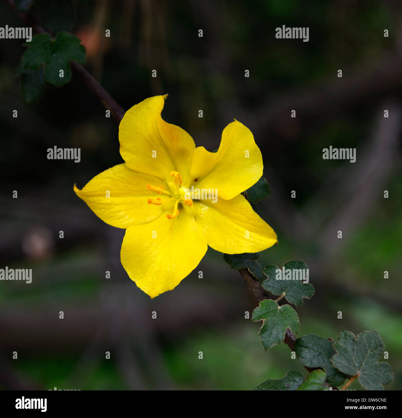 Fremontia fremontodendron california glory fleur fleurs jaunes odorantes parfumées floraison evergreen shrub flannelbush Banque D'Images