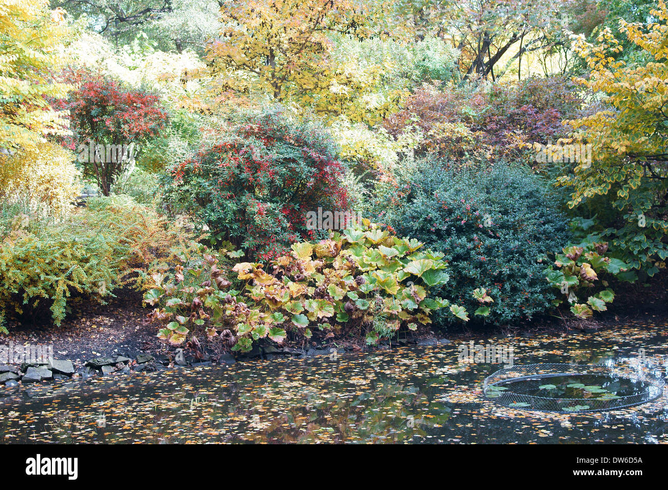 Colofrul ensoleillée journée jardin botanique de l'automne feuillage Wrocław Banque D'Images