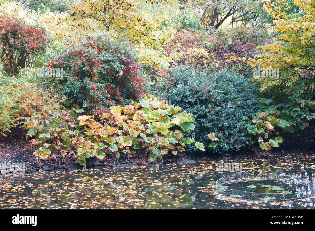 Colofrul ensoleillée journée jardin botanique de l'automne feuillage Wrocław Banque D'Images