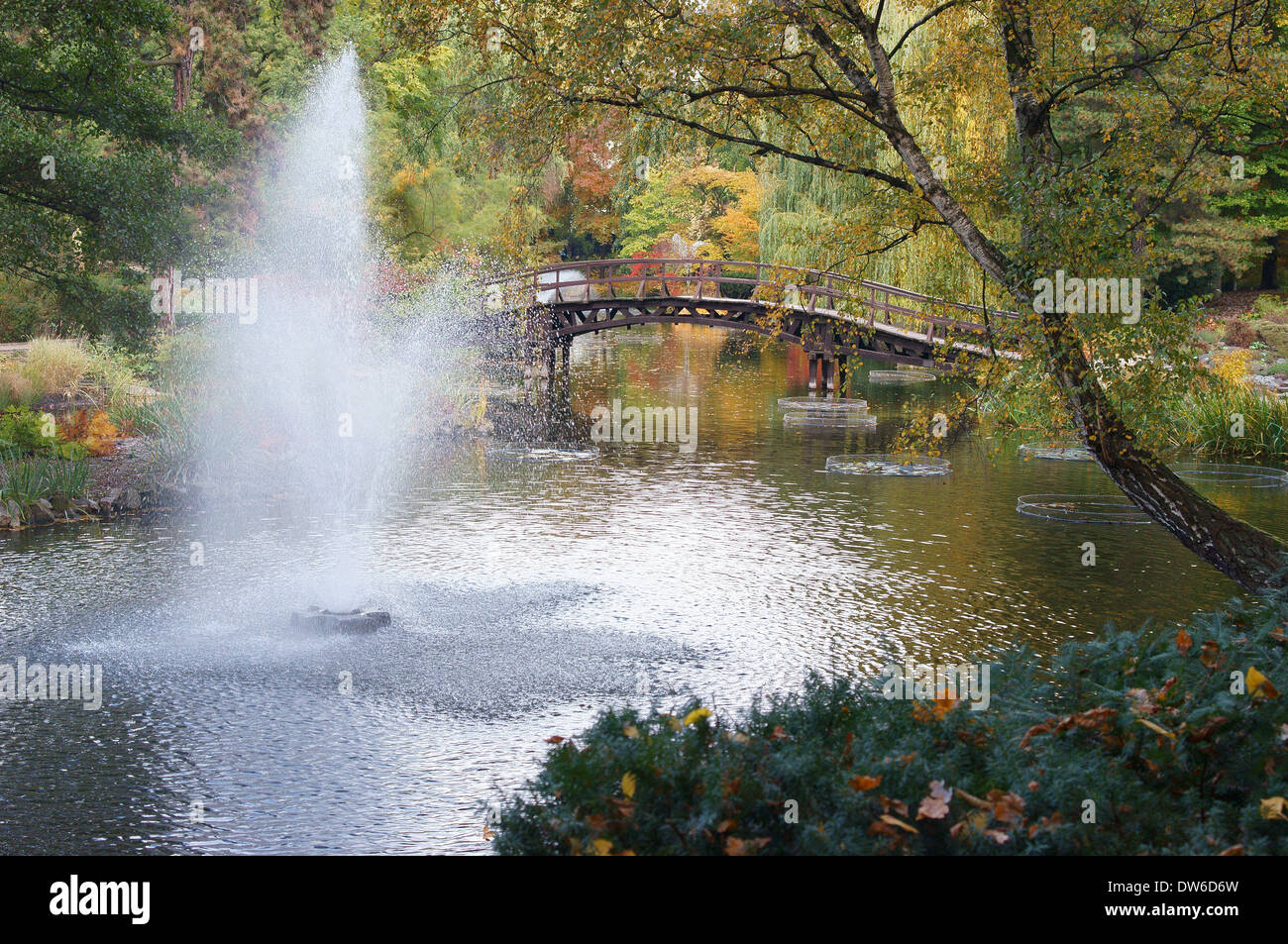 Colofrul ensoleillée journée jardin botanique de l'automne feuillage Wrocław Banque D'Images