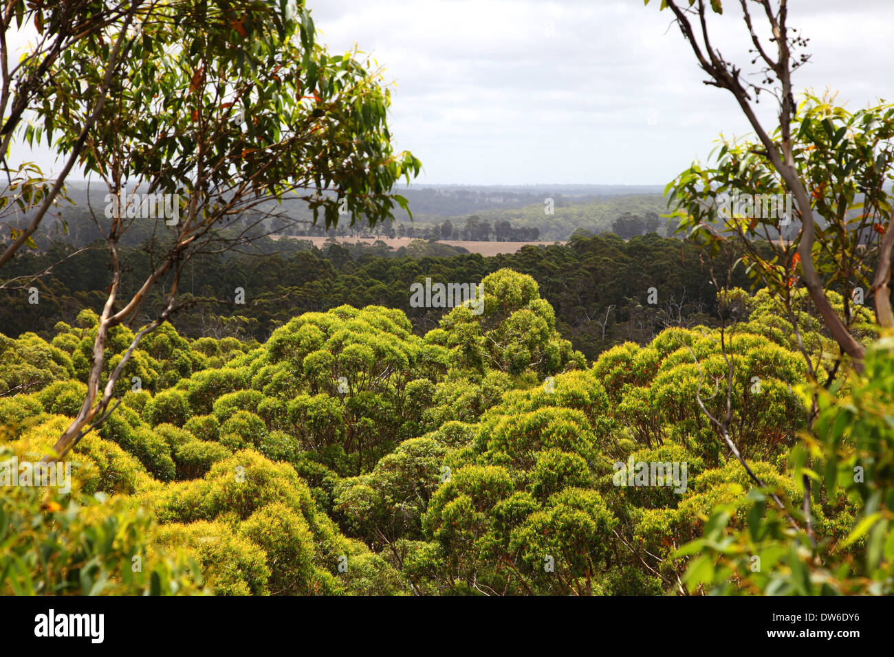 Avis de Dave Evans Bicentennial Tree, Pemberton Banque D'Images