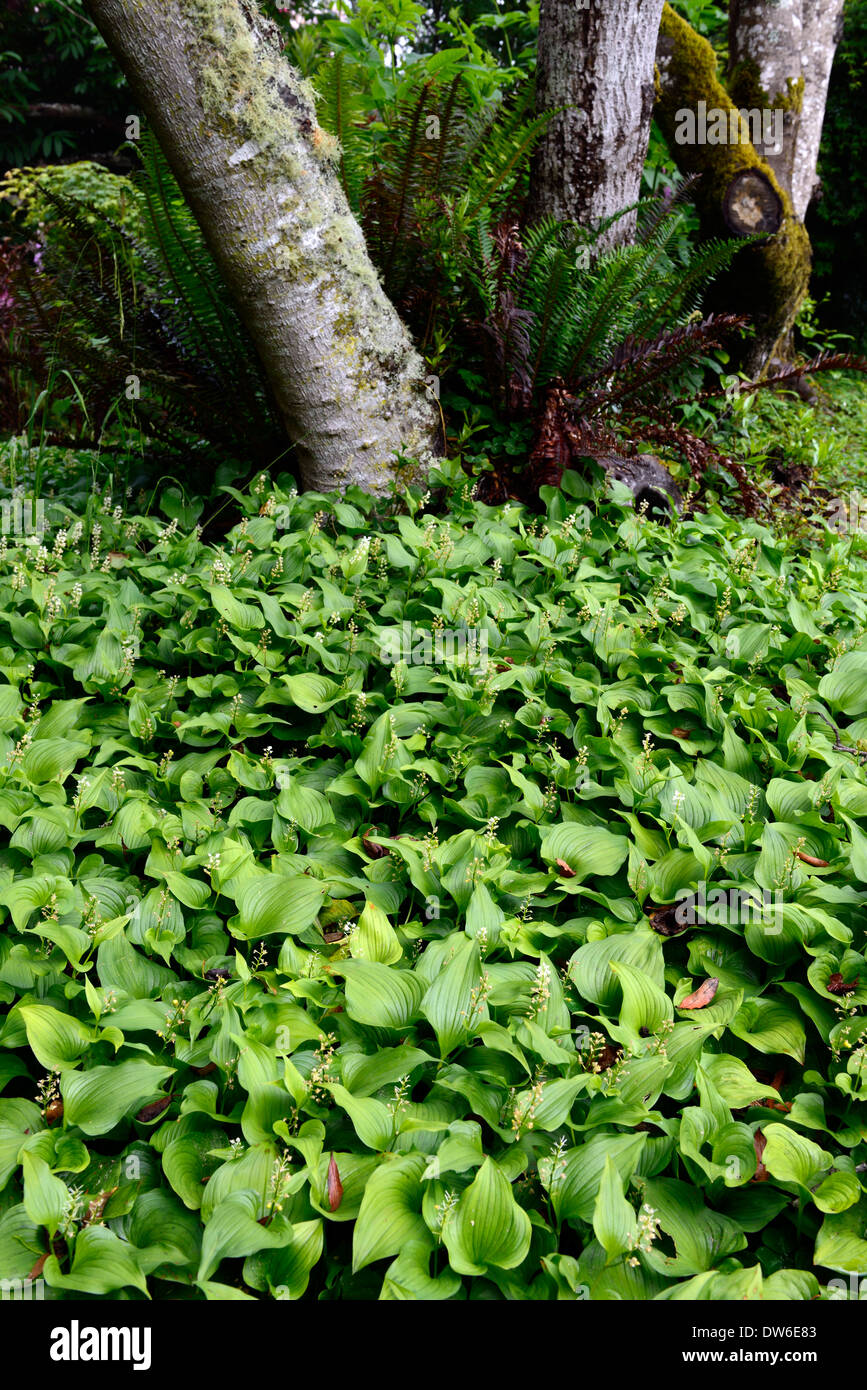 Maianthemum dilatatum rhododendron birch tree plantation mixte mélange l'ombre ombre combinaison jardin ombragé au bord de la mer Banque D'Images