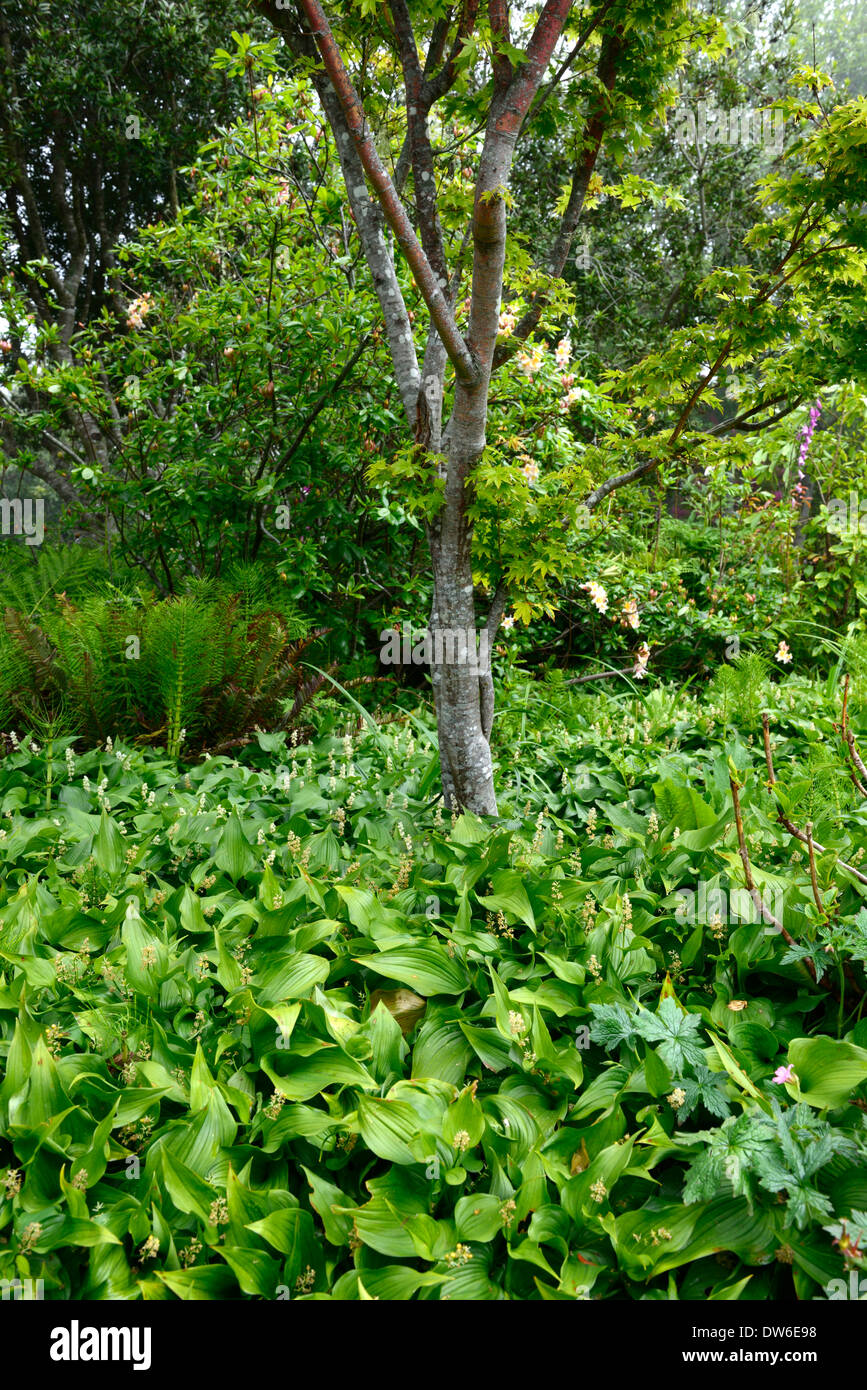 Maianthemum dilatatum rhododendron birch tree plantation mixte mélange l'ombre ombre combinaison jardin ombragé au bord de la mer Banque D'Images