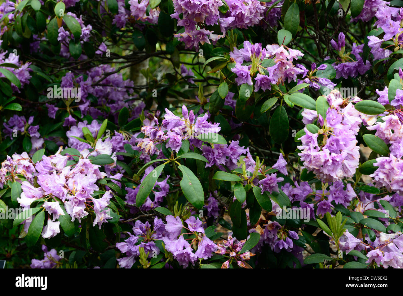 Rhododendron - flore pleno purple fleurs plantes à feuillage vert feuilles sempervirentes arbre arbres Banque D'Images