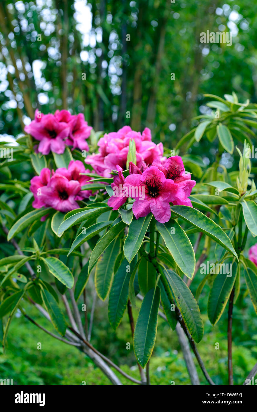 Rhododendron minuit rose pourpre fleurs plantes à feuillage vert feuilles sempervirentes arbre arbres Banque D'Images
