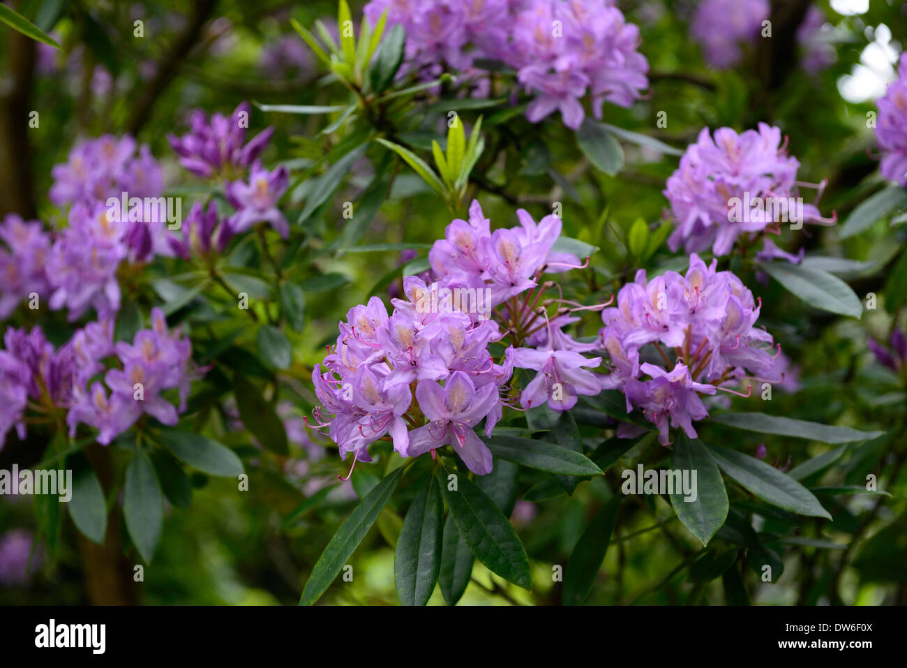 Rhododendron ponticum fleur fleurs violet vert feuillage feuilles persistantes floraison arbre arbres Banque D'Images