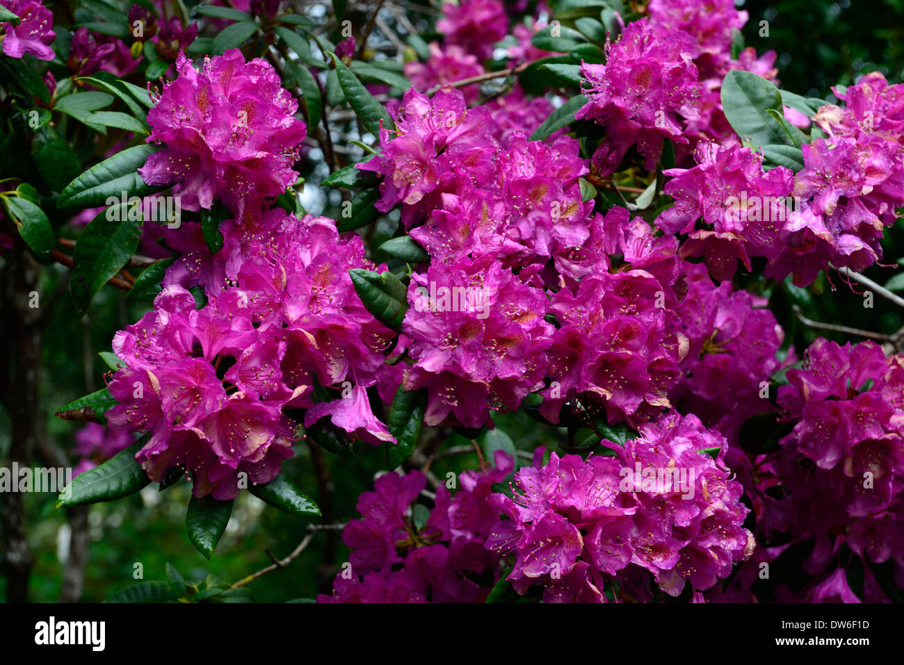 Rhododendron pourpre royale fleurs plantes à feuillage vert feuilles sempervirentes arbre arbres Banque D'Images