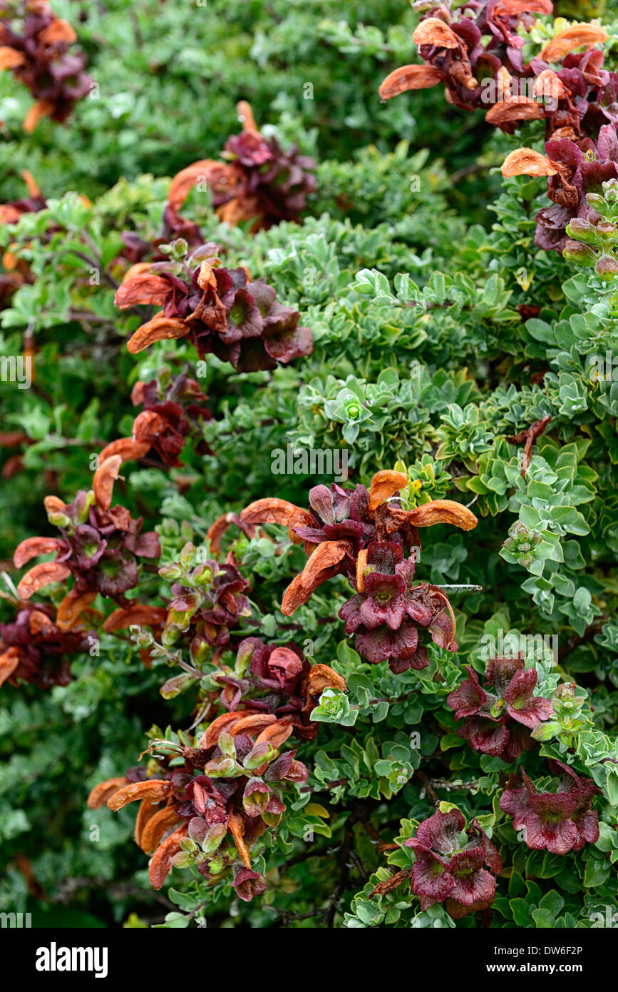 Salvia africana lutea fleurs orange fleurs golden beach dunes salvia sauges geelblomsalie la floraison des fleurs Banque D'Images