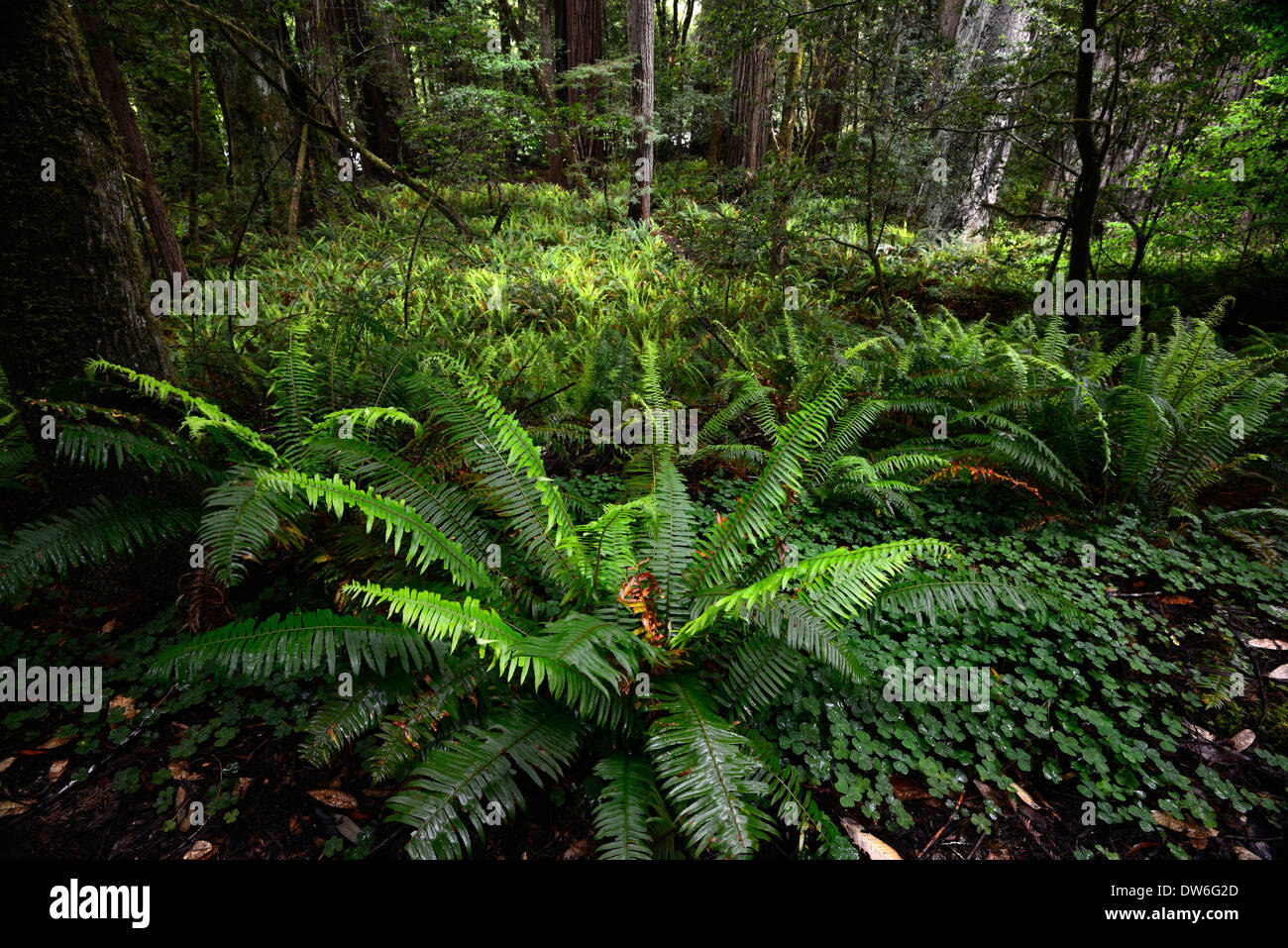 Sous-bois sol Del Norte Coast Redwood State Park épée Polystichum munitum Oxalis oregana séquoias côtiers Banque D'Images