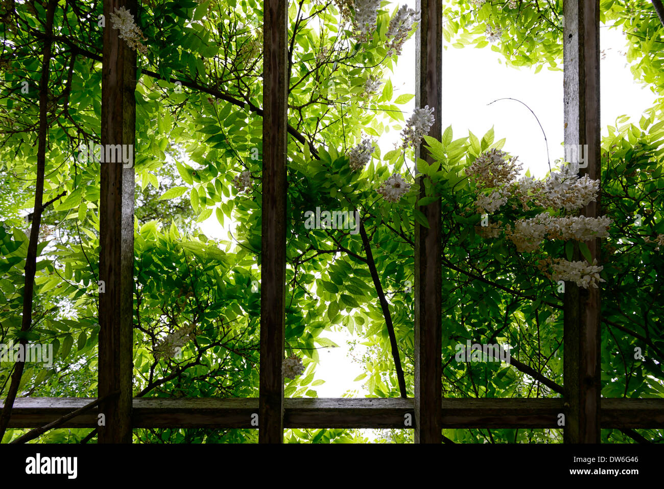 Voir à travers un livre blanc wisteria sinensis couverts pergola en bois à regarder l'affichage rétro-éclairé de la lumière du soleil Banque D'Images