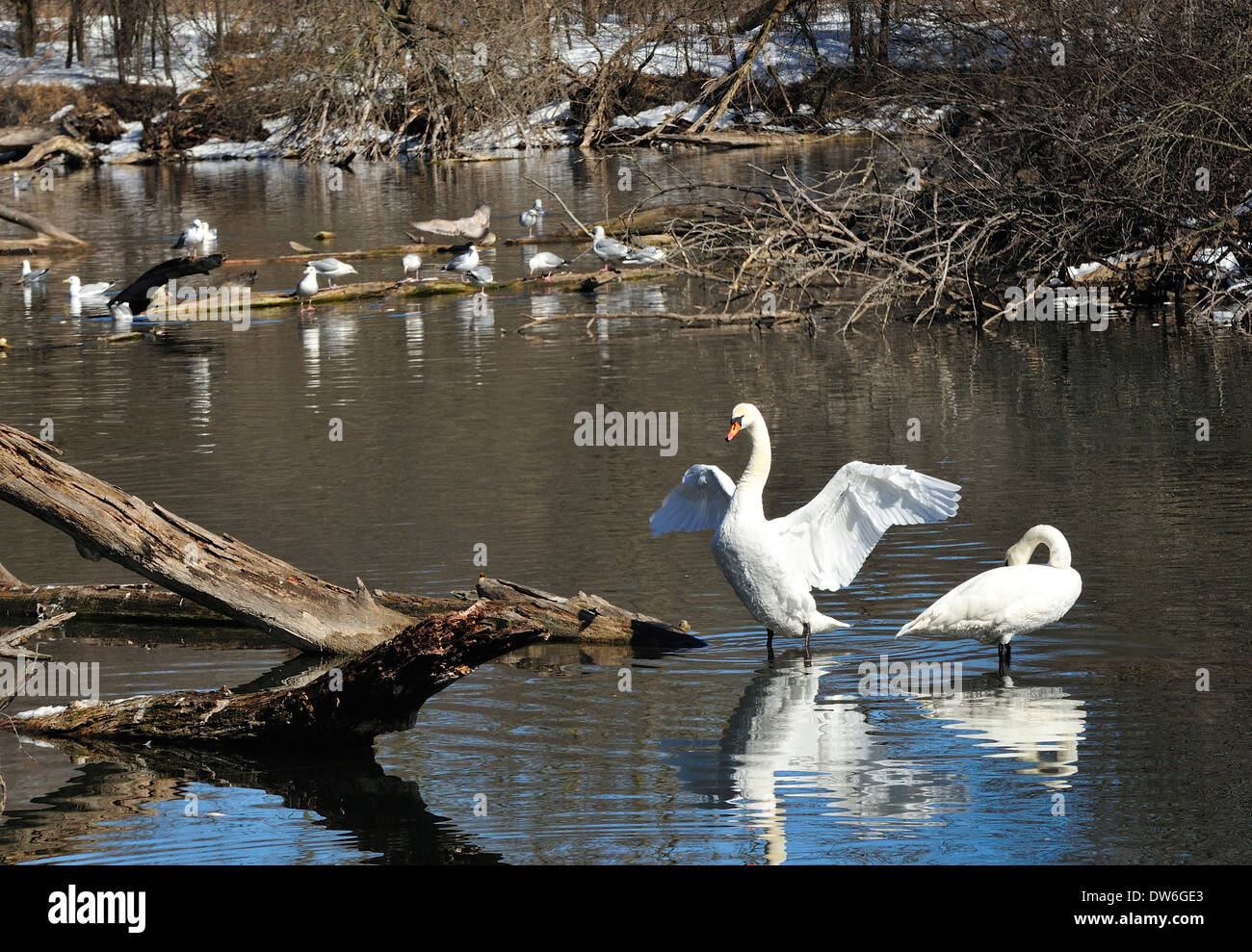 Swan/cygnes sur l'eau d'hiver ouvert. Le trompettiste/Mute Banque D'Images