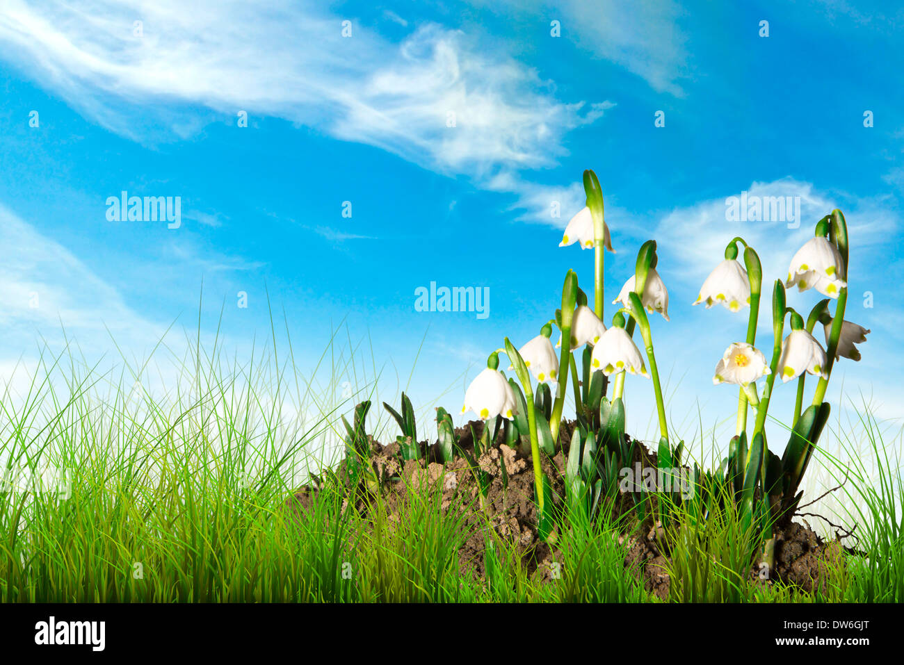 Perce-neige au printemps, l'herbe verte et ciel bleu Banque D'Images