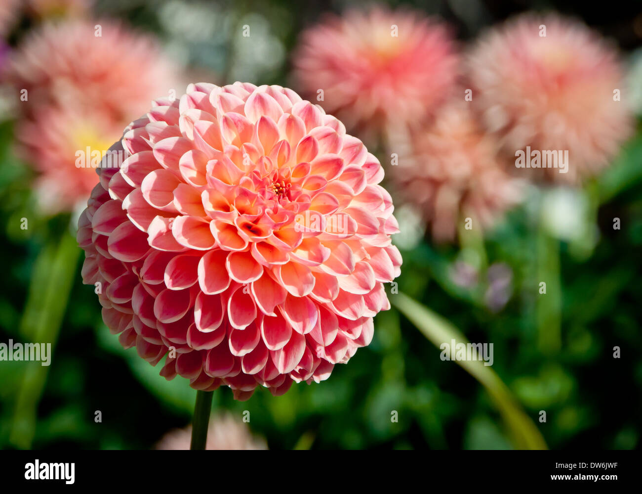 Dahlia rose Banque D'Images