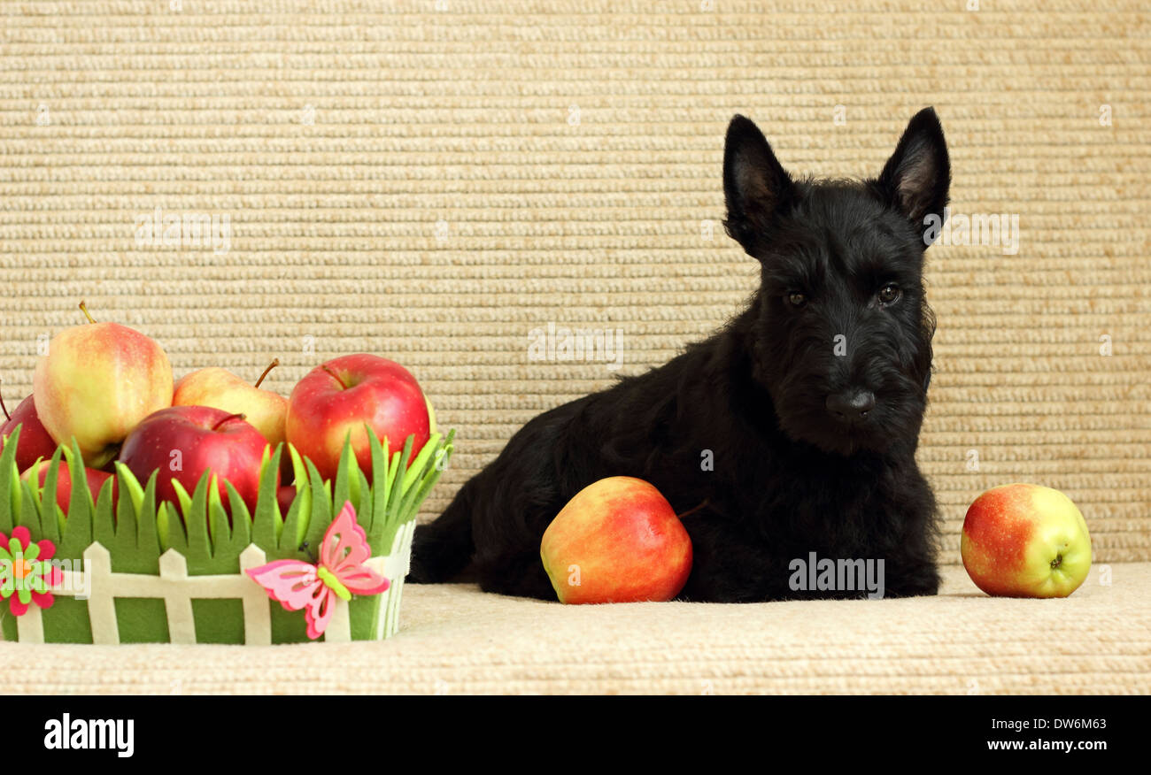 Scottish Terrier avec Apple Banque D'Images