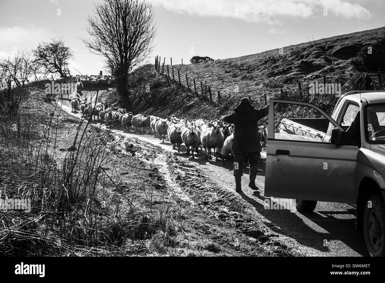 Les moutons sont parqués sur Ragdon Lane, près de Church Stretton, Shropshire Banque D'Images
