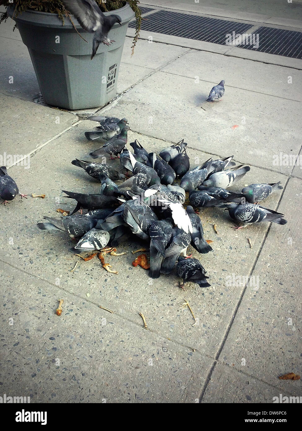 Les pigeons mangent des aliments qui leur sont laissés sur un trottoir à New York, le jeudi 27 février 2014. (© Richard B. Levine) Banque D'Images