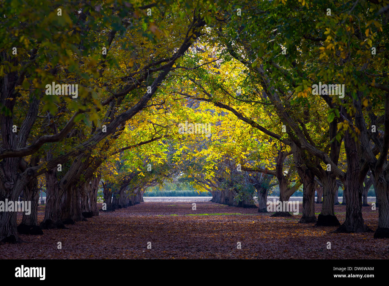Verger de noyers à l'automne, près de Chico, Californie. Banque D'Images