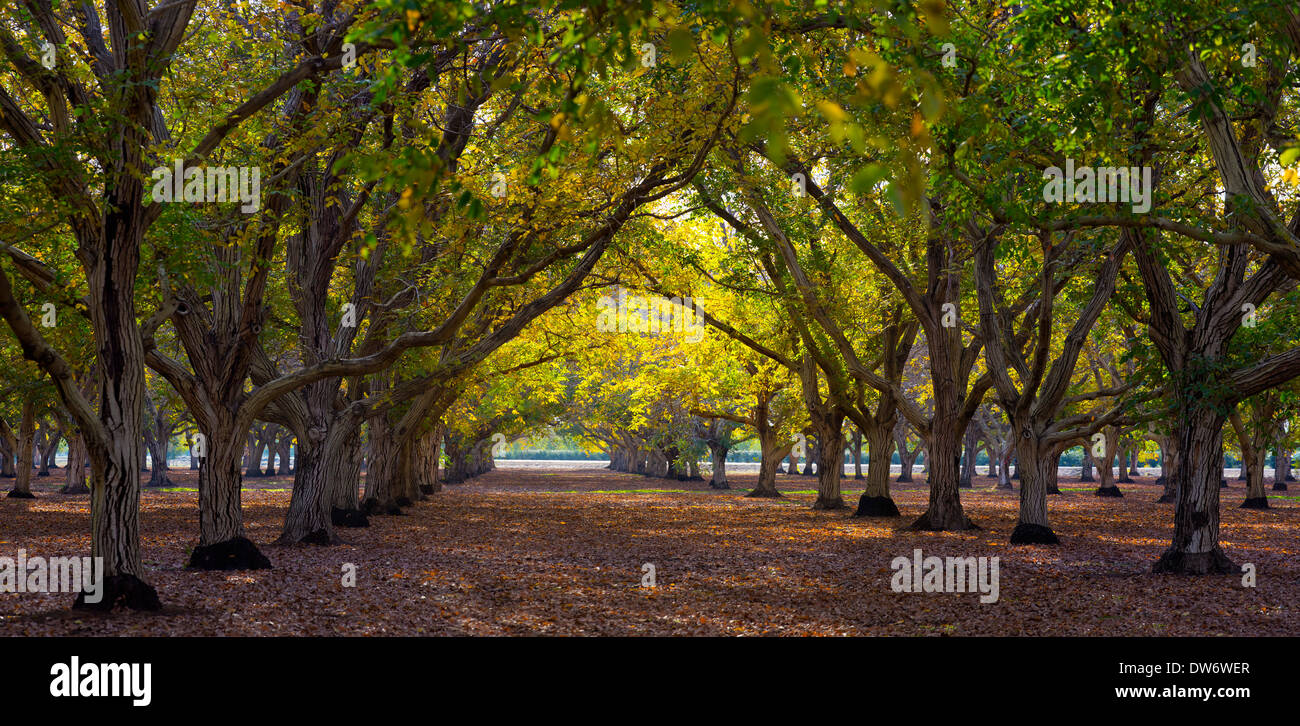 Verger de noyers à l'automne, près de Chico, Californie. Banque D'Images