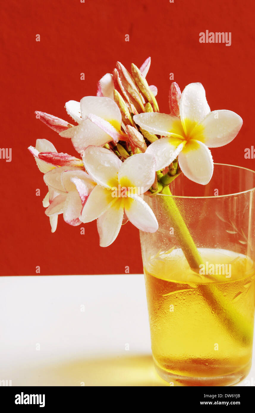 Fleur de frangipanni rose et jaune Banque D'Images Fleur de frangipanni rose et jaune Banque D'Images