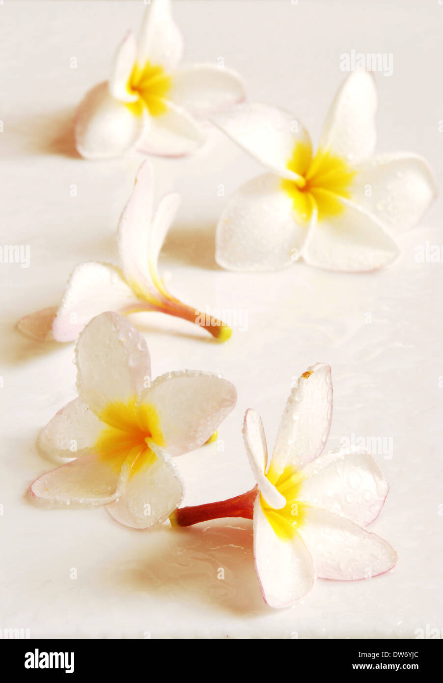 Fleur de frangipanni rose et jaune Banque D'Images