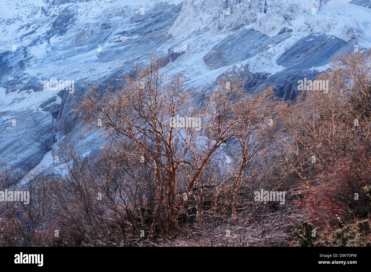 Bosquet de bouleaux près de Timberline dans la chaîne de l'Himalaya, au Népal. Banque D'Images