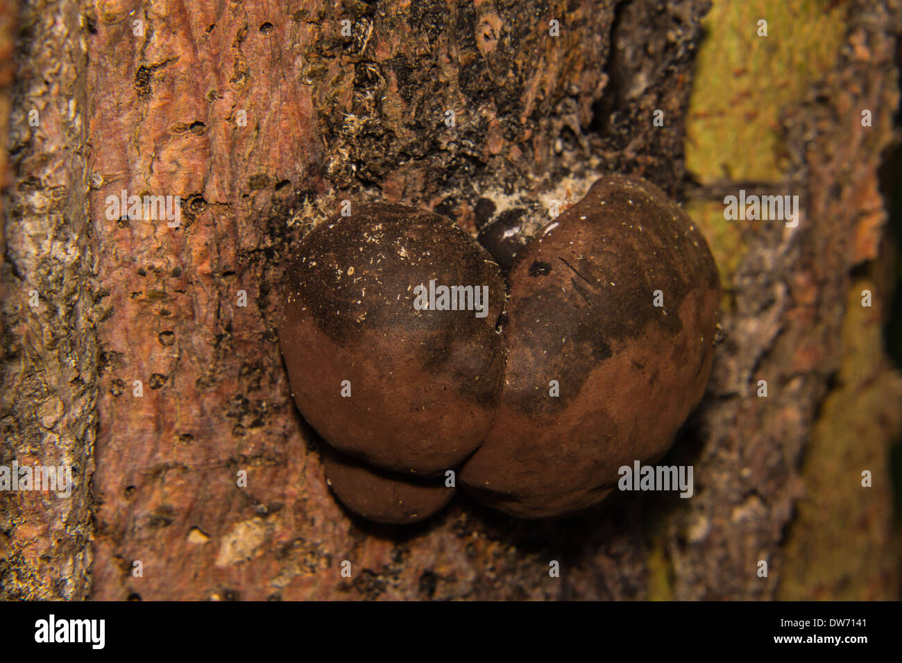 Macro - Champignons sur un arbre Banque D'Images