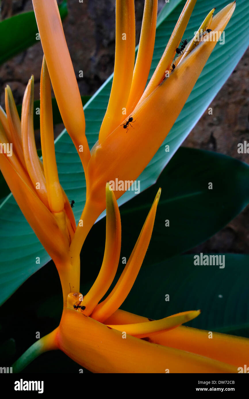 Fourmis sur une plante à fleurs oiseau du paradis, le nord de la Thaïlande. Banque D'Images