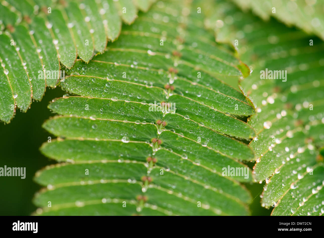 Taro Leaves Banque De Photographies Et D images Haute R solution Alamy taro-leaves-banque-de-photographies-et-d-images-haute-r-solution-alamy