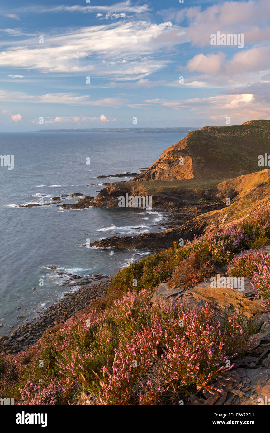Peu de Barton du bois du Pencannow Point, Crackington Haven, Cornwall, Angleterre. L'été (août) 2013. Banque D'Images