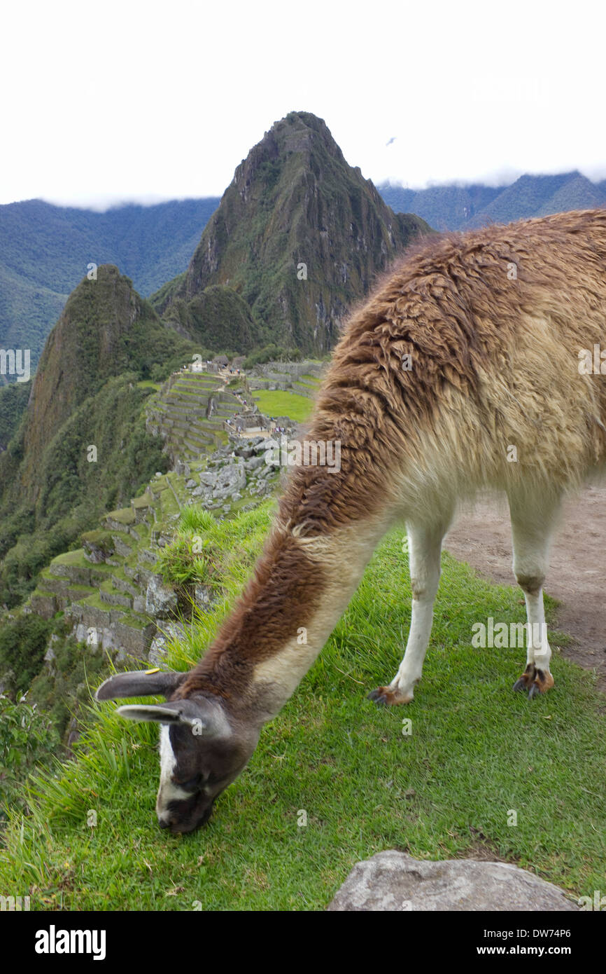 Le lama au Machu Picchu, Pérou Banque D'Images