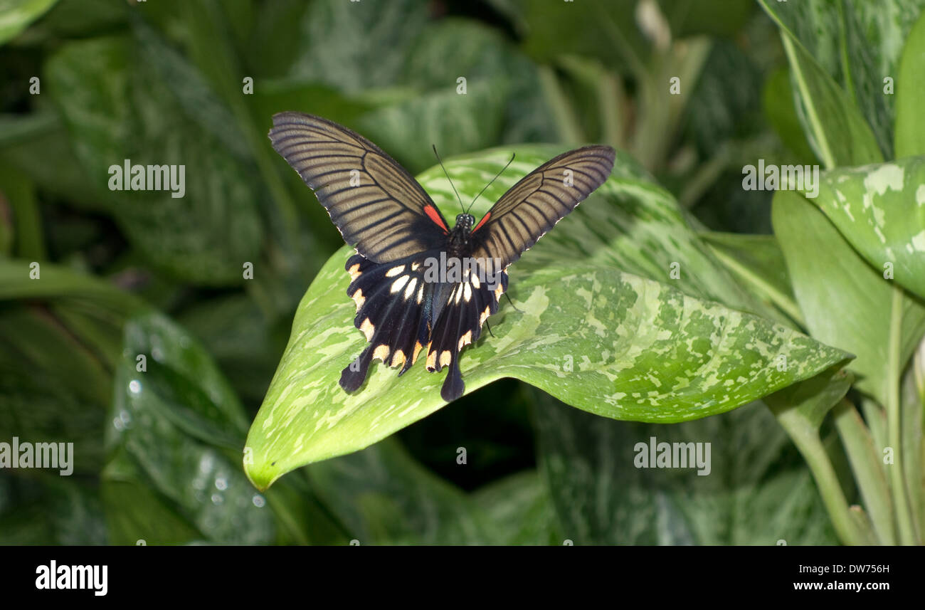 Papillon d'Asie sur une feuille -1 Banque D'Images