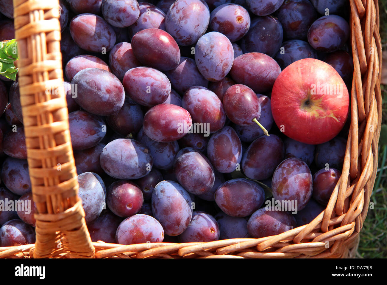 Panier de prunes et une seule pomme rouge Banque D'Images