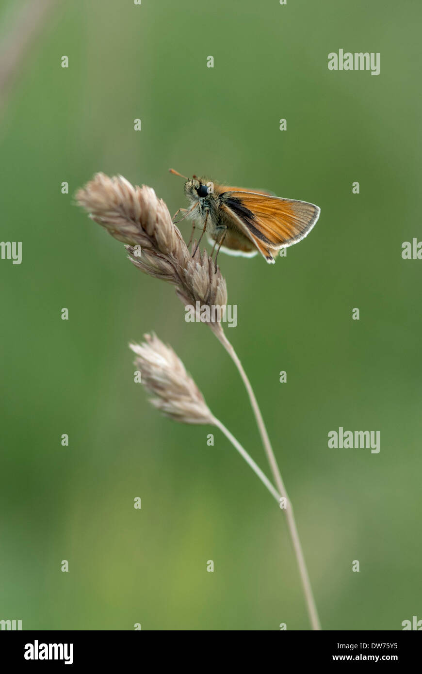 Petit papillon skipper Banque D'Images