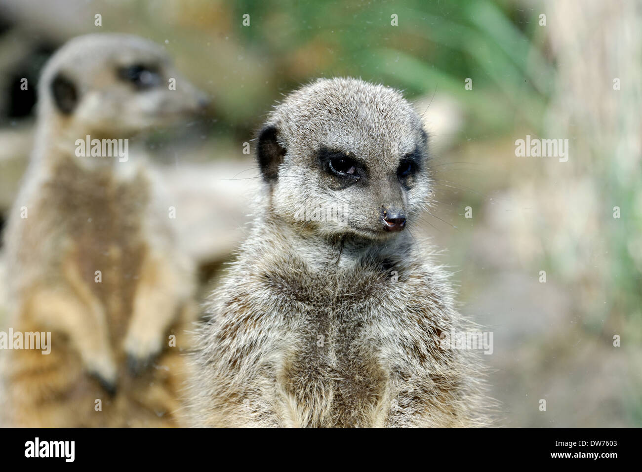 Meerkat ou suricate, Lynx lynx, est un petit mammifère appartenant à la famille des mangoustes. Banque D'Images