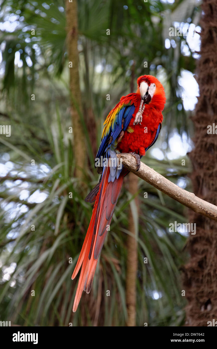 Ara rouge Banque D'Images