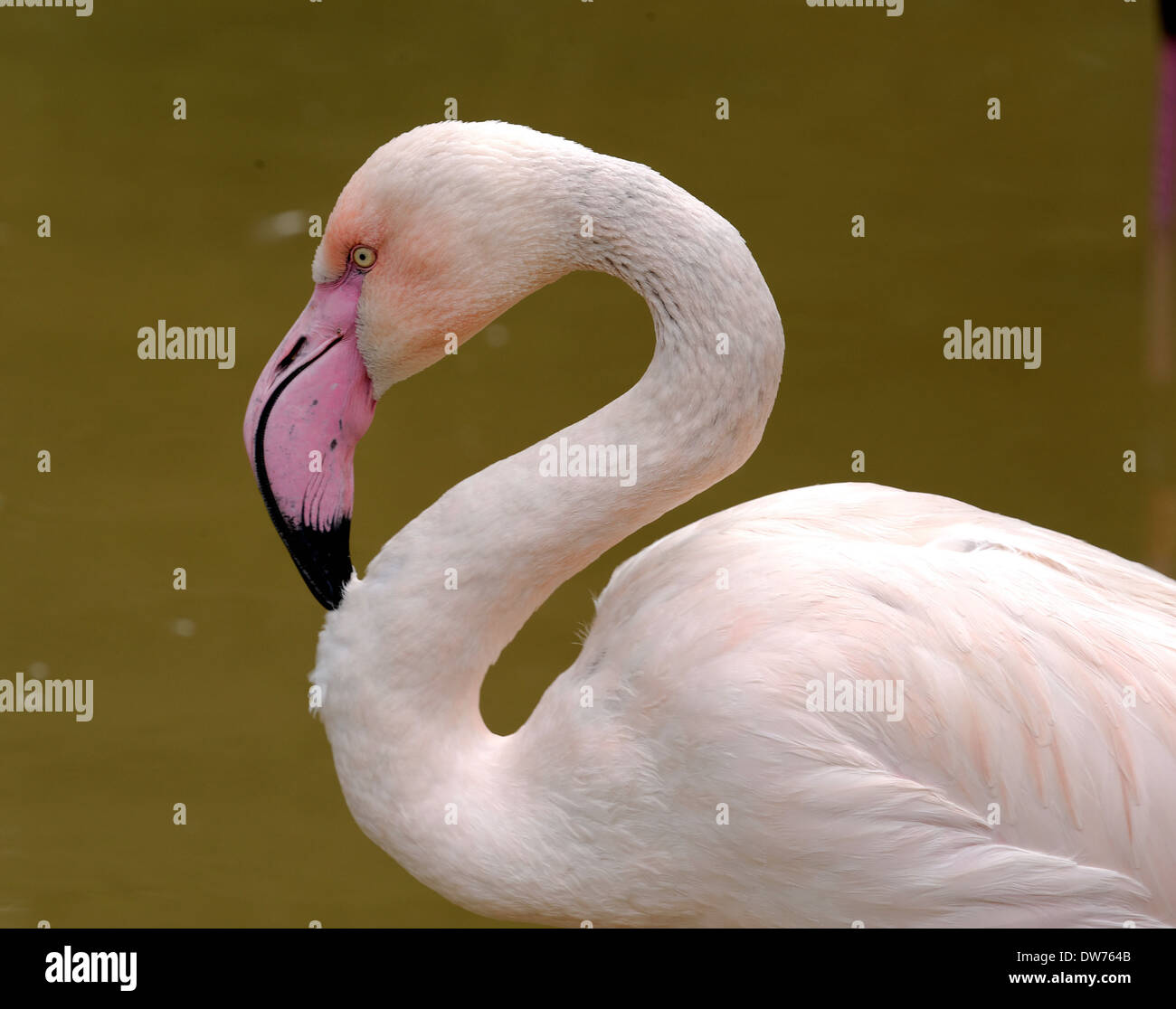 Flamant rose (Phoenicopterus roseus) est l'espèce la plus répandue de la famille Flamingo. Banque D'Images