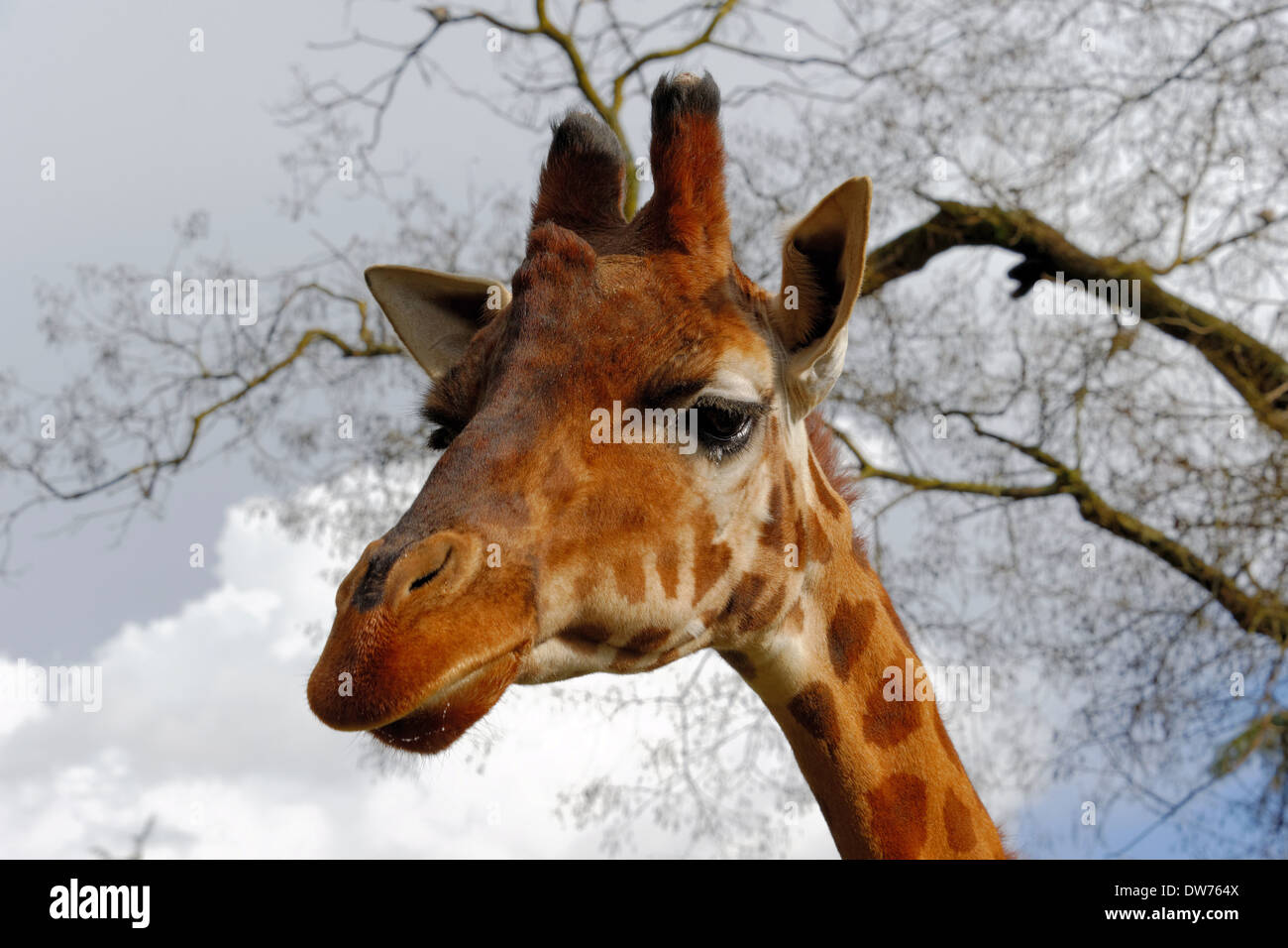 Girafe (Giraffa camelopardalis) Banque D'Images