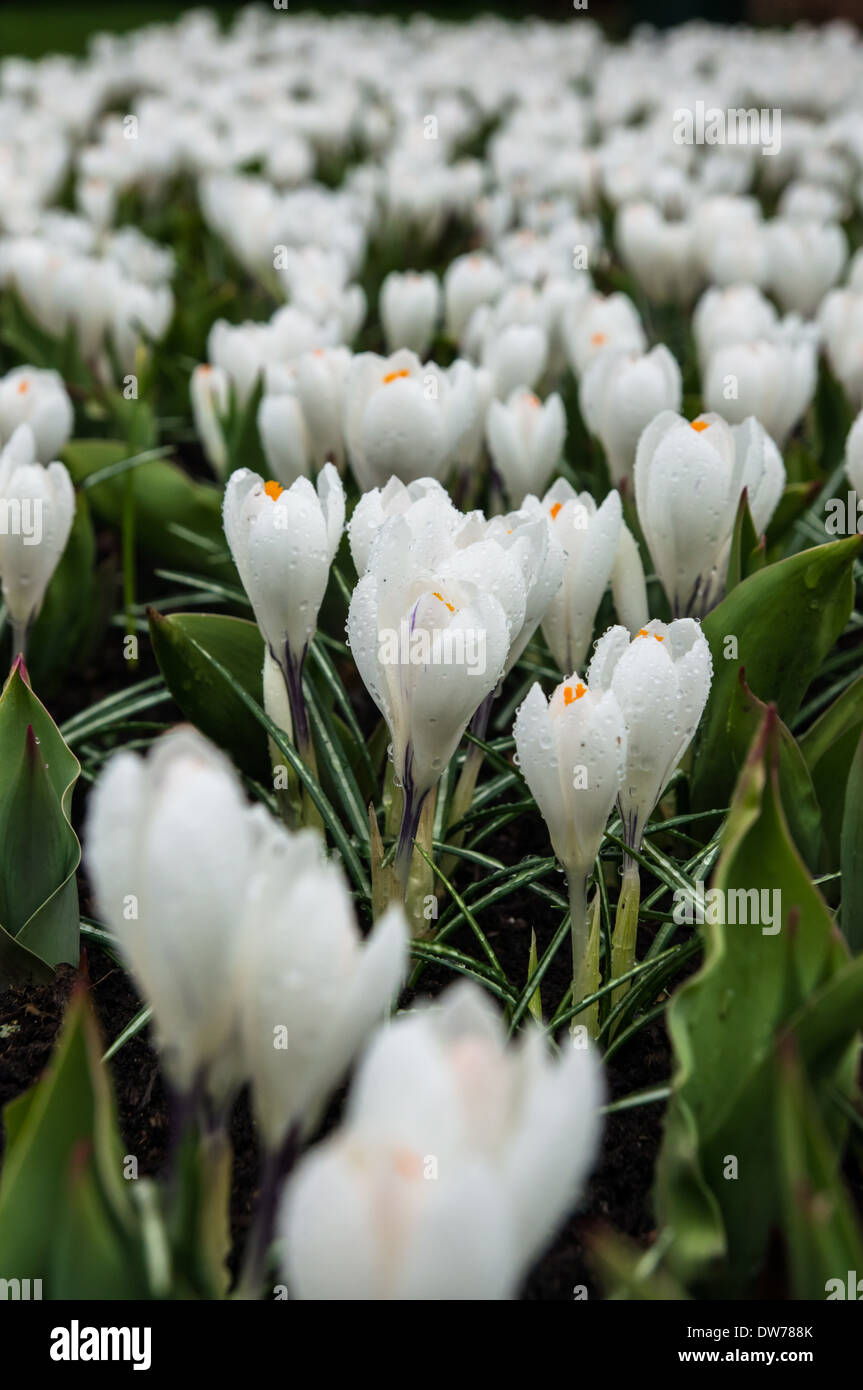 Crocuses blanches croissant sur le flowerbed Banque D'Images