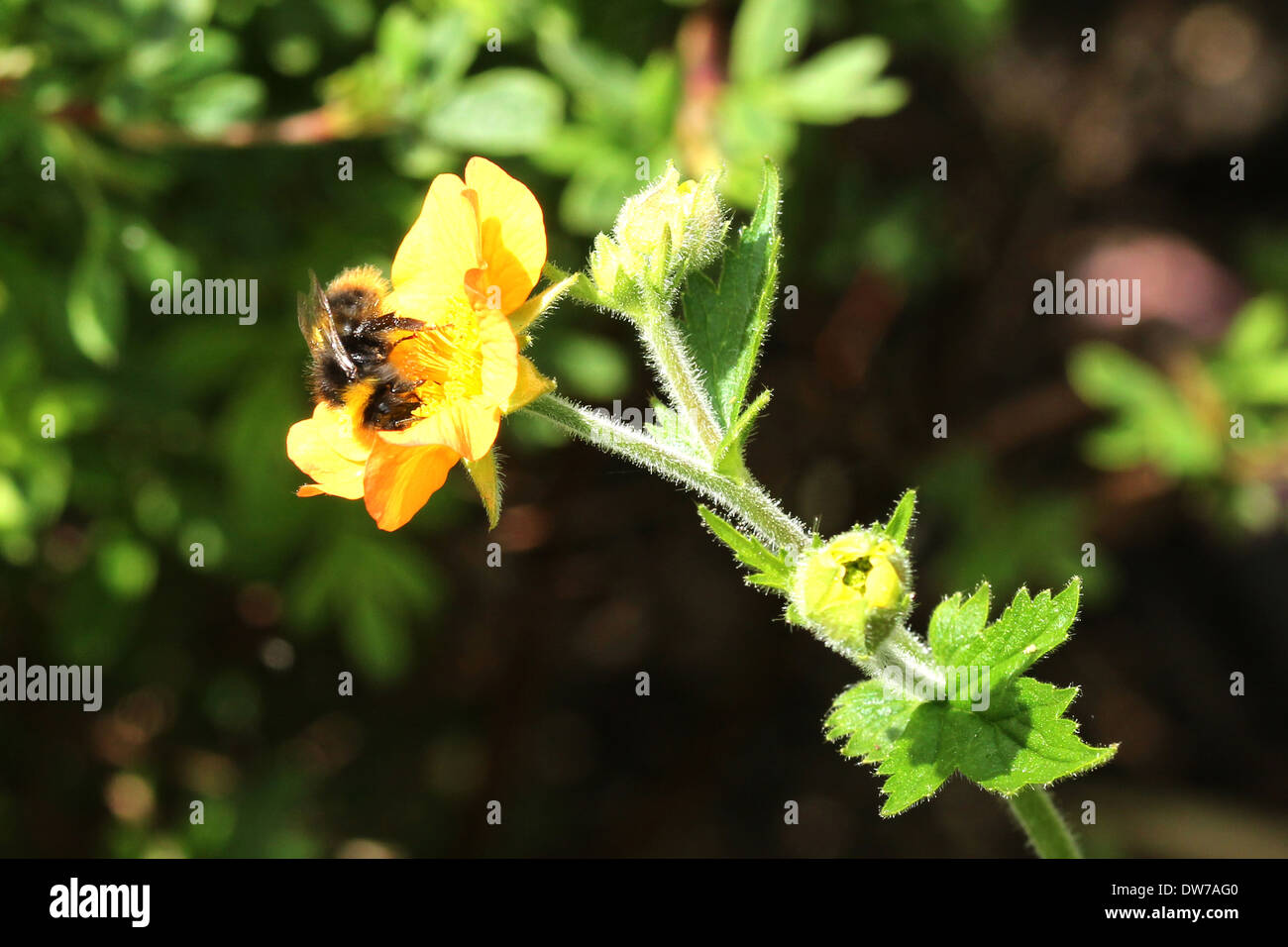 Cerf rouge bourdon sur une fleur geum orange (3 de 4) Banque D'Images