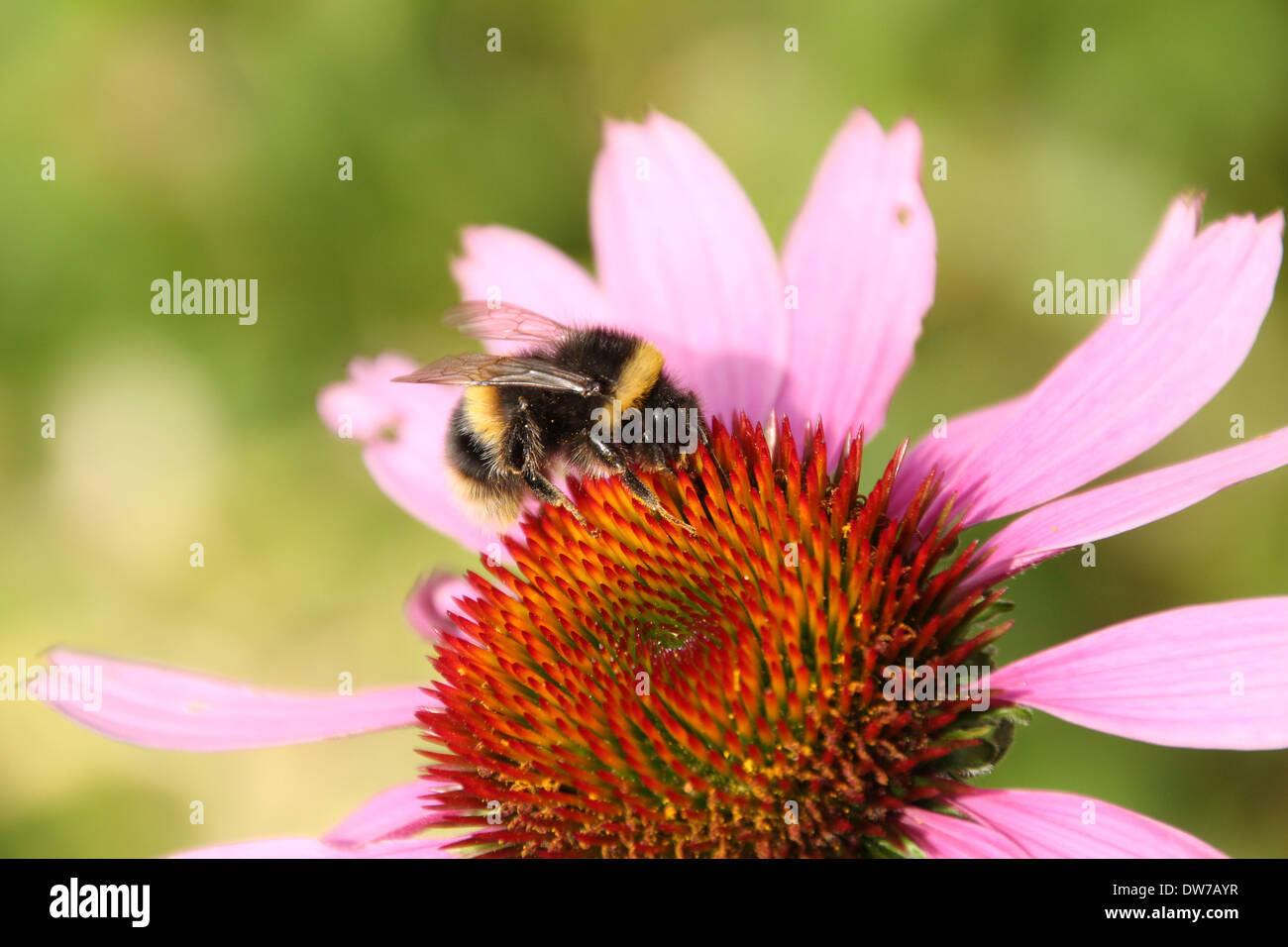 Un cerf chamois alimentation bourdon sur une fleur d'échinacée sur un fond vert clair Banque D'Images