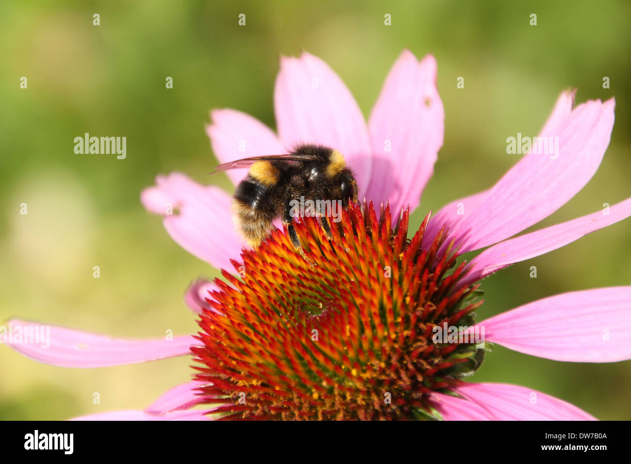Un cerf chamois alimentation bourdon sur une fleur d'échinacée sur un fond vert clair Banque D'Images