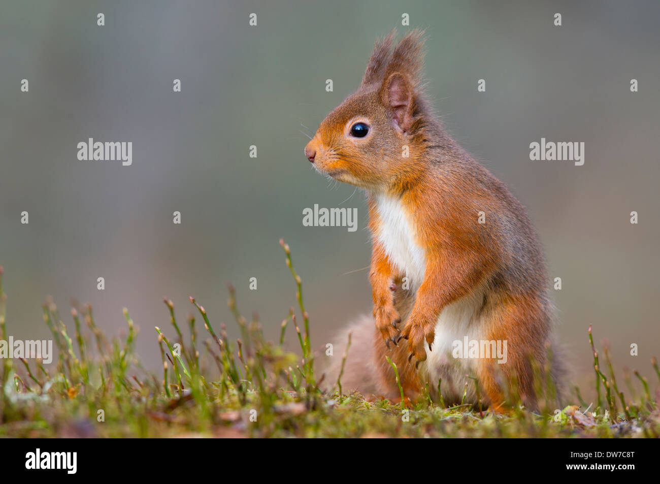Un écureuil roux s'assit à la droite sur d'alerte de photo Banque D'Images