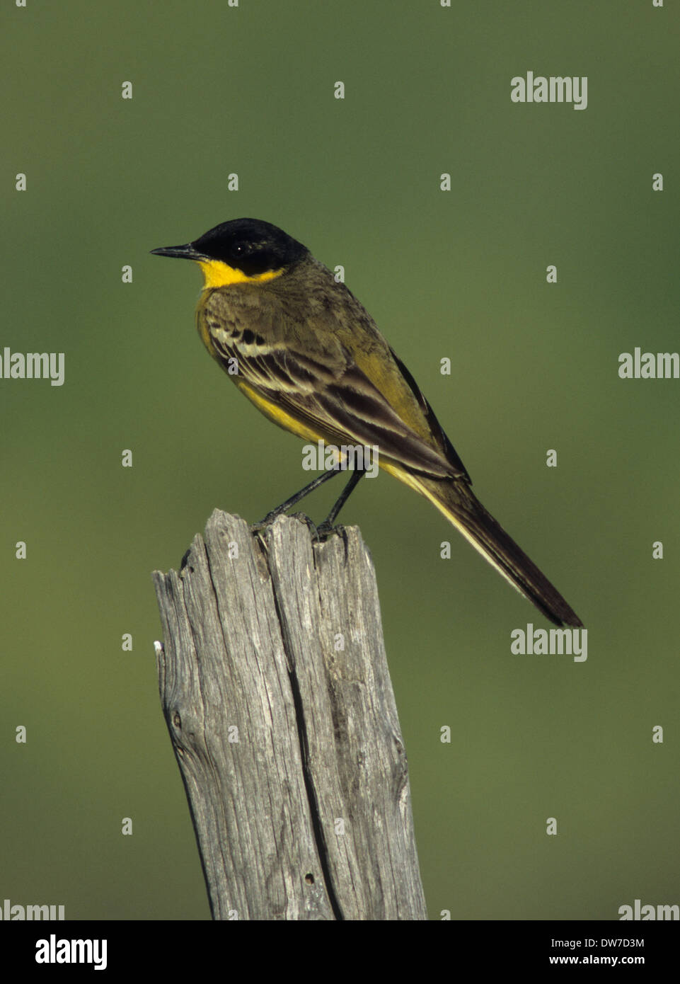 Bergeronnette à tête noire (Motacilla flava feldegg) mâle adulte, perché sur piquet en été plumage nuptial Lesbos Grèce Banque D'Images