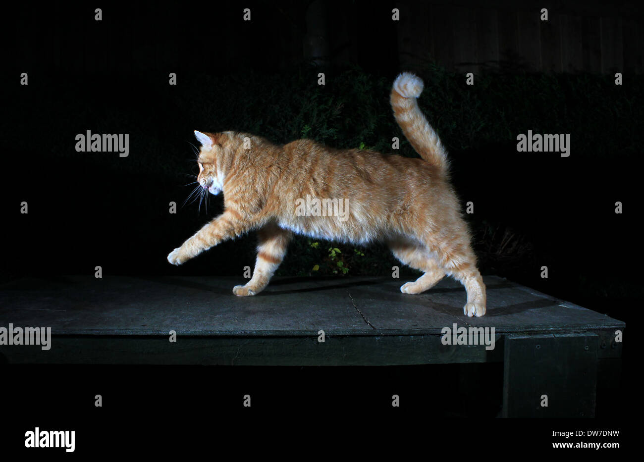 Pouncing chat Gingembre Banque D'Images