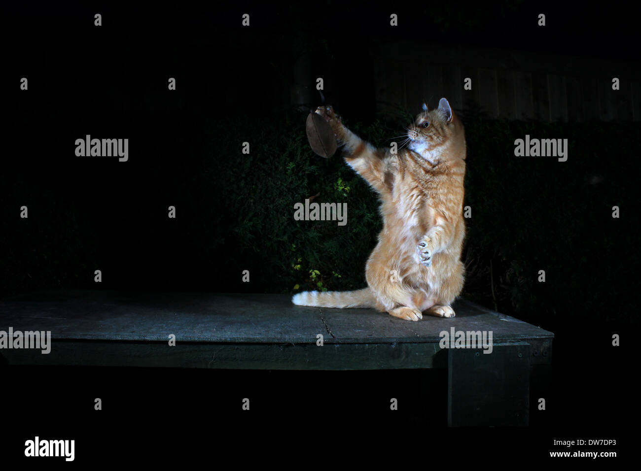 Le gingembre chat jouant avec la souris jouet Banque D'Images