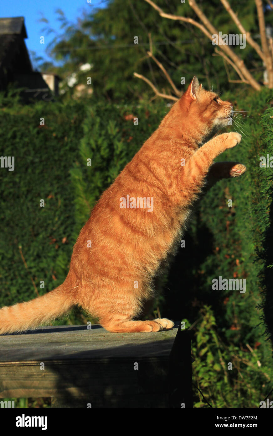 Le gingembre cat debout sur les pieds arrière Banque D'Images