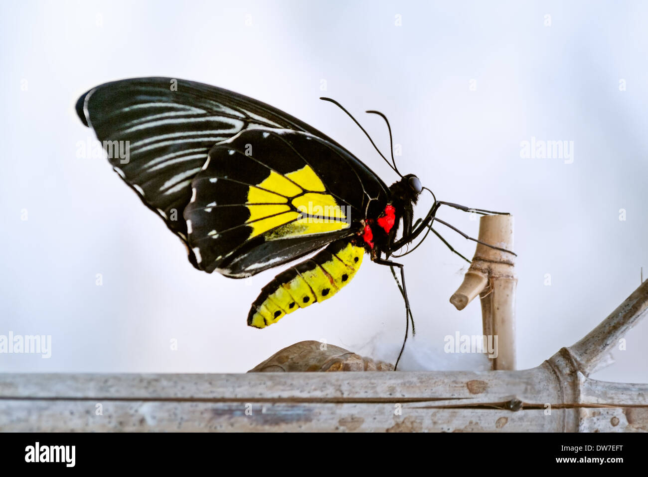 Papillon Troides rhadamantus sur anesting direction générale, ciel bleu en arrière-plan Banque D'Images