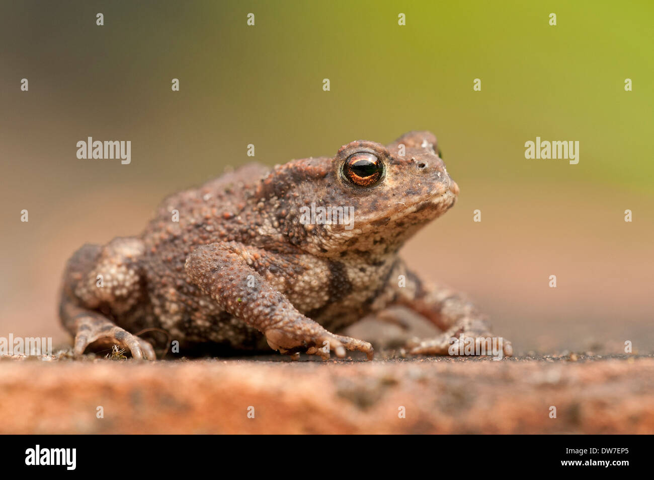 Toad commun, (Bufo bufo), assis sur la brique qui bordure un jardin sauvage, Norfolk Banque D'Images